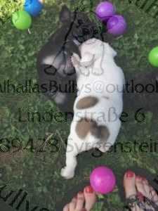 hunde juni 001