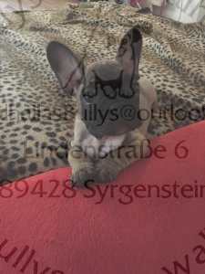 tasso1 044
